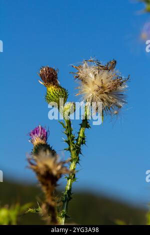 Die hell-violette Blume der carduus acanthoides, bekannt als die stachelige Plumeless Distel, genähte Disteldistel oder plumlose Disteldistel vor dem dunklen f Stockfoto