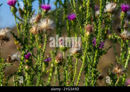 Die hell-violette Blume der carduus acanthoides, bekannt als die stachelige Plumeless Distel, genähte Disteldistel oder plumlose Disteldistel vor dem dunklen f Stockfoto