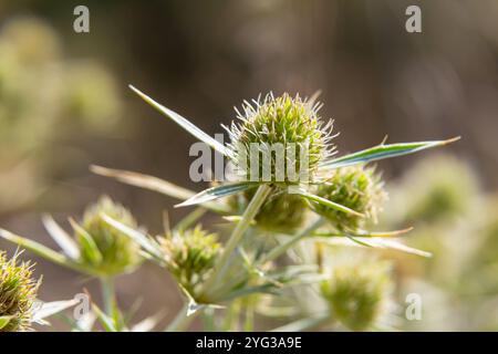 In der Wildnis wächst eine Distel Eryngium Campestre, bekannt als Felderyngo. Es handelt sich um eine Art von Eryngium, die medizinisch angewendet wird. Stockfoto