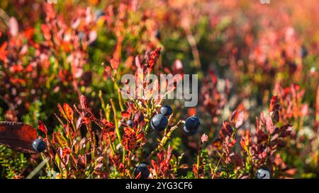 Reife Heidelbeeren hängen an den leuchtend roten Blättern eines wilden Busches und schaffen einen auffälligen Farbkontrast in der herbstlichen Waldlandschaft Stockfoto