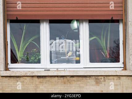 Vogelkäfig und Pflanzen hinter dem Fenster, Italien Stockfoto