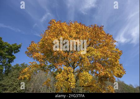 Ahornbaum (Acer) in Herbstfarben, blauer Himmel, Bayern, Deutschland, Europa Stockfoto