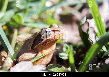 Grasfrosch (Rana temporaria), der auf einer grasbewachsenen Fläche sitzt, von Sonnenlicht beleuchtet, Bodanruecken, Allensbach, Bodensee, Baden-Württemberg, Deutschland Stockfoto