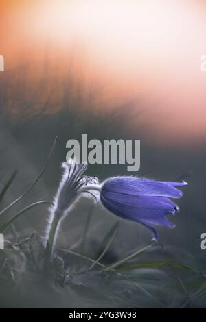 Einzelne violette Pasque Blume (Pulsatilla vulgaris) bei Sonnenuntergang, dunkler Hintergrund, geheimnisvolle Atmosphäre, Wasserburgertal, Engen, Baden-Württemberg, Germa Stockfoto