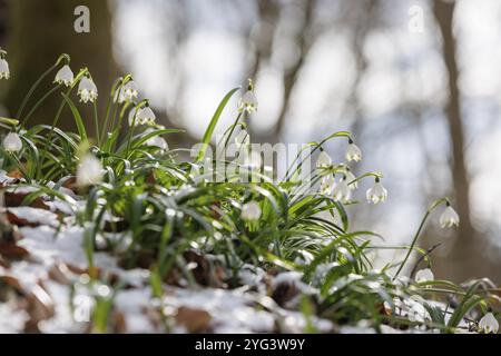 Eine Gruppe von Frühlingsschneeflocken (Leucojum vernum), die auf einem schneebedeckten Waldboden wachsen, Wasserburgertal, Engen, Baden-Wuerttemberg, Deutschland, Europa Stockfoto