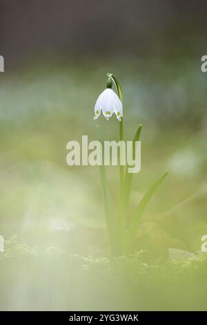 Ein einsamer Frühlingsknotweed (Leucojum vernum) inmitten von Grün mit sanft verschwommenem Hintergrund, Wasserburgertal, Engen, Baden-Württemberg, Deutschland, Eu Stockfoto