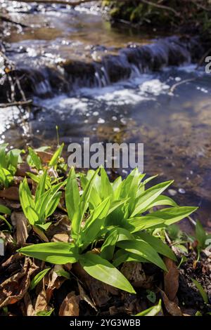 Grüne wilde Knoblauchblätter am Ufer eines fließenden Baches im Wald, Stoeckenhof, Bodanruecken, Allensbach, Bodensee, Baden-Württemberg, Deutschland Stockfoto