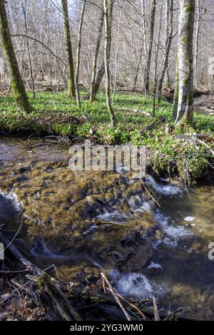 Im Frühjahr fließt ein kleiner Bach durch Waldgebiete mit wildem Knoblauch, Stoeckenhof, Bodanruecken, Allensbach, Bodensee, Baden-Württemberg, Deutschland Stockfoto