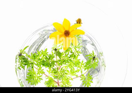 Winterkosmos in einem Wassertank auf weißem Hintergrund Stockfoto