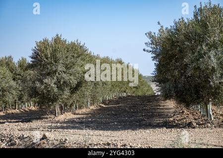 Viele Olivenbäume mit Reifen schwarzen Oliven wachsen auf den Reihen in Andalusien in der Nähe von Cordoba, Spanien, Olivenölproduktion Stockfoto