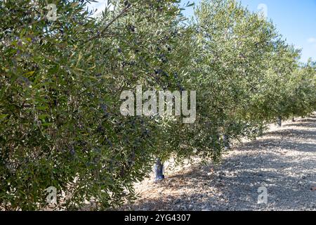 Viele Olivenbäume mit Reifen schwarzen Oliven wachsen auf den Reihen in Andalusien in der Nähe von Cordoba, Spanien, Olivenölproduktion Stockfoto