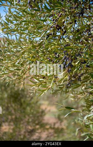 Viele Olivenbäume mit Reifen schwarzen Oliven wachsen auf den Reihen in Andalusien in der Nähe von Cordoba, Spanien, Olivenölproduktion Stockfoto