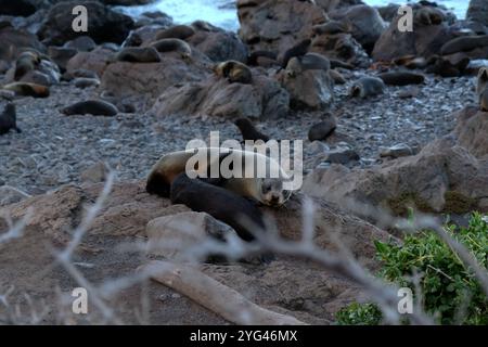 Jungrobbenbabys Saugtier-Mutterrobbe vor einer großen Robbenkolonie, die sich auf zerklüfteten Felsen in Cape Palliser, Wairarapa, Neuseeland, entspannt Stockfoto