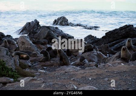 Robbenkolonie, die sich auf zerklüfteten Felsen vor dem winterlichen Meer am Cape Palliser, Wairarapa, Neuseeland, entspannt Stockfoto