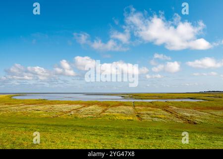 Salzwiesen der ostfriesischen Insel Borkum und Blick auf den Nationalpark Niedersächsisches Wattenmeer, Deutschland Stockfoto