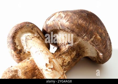 Matsutake-Pilze im weißen Beutel Stockfoto