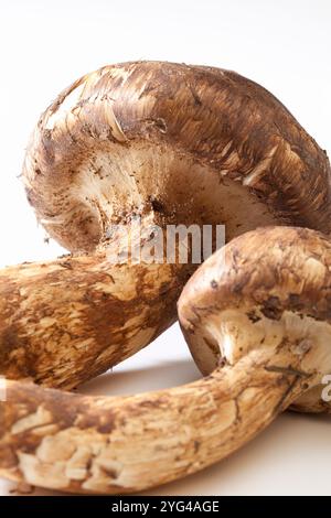 Matsutake-Pilze im weißen Beutel Stockfoto