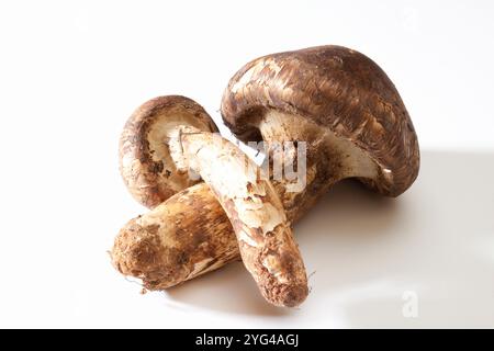 Matsutake-Pilze im weißen Beutel Stockfoto