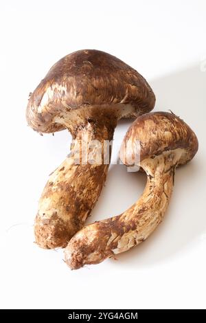 Matsutake-Pilze im weißen Beutel Stockfoto