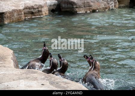 Cornwall, Vereinigtes Königreich – 19. Juni 2024: Pinguine stellten sich zur Fütterung im Paradise Park in Hayle auf Stockfoto