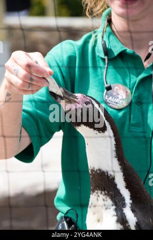 Cornwall, Großbritannien – 19. Juni 2024: Ein Tierpfleger füttert einen blinden Pinguin während der Fütterungsausstellung im Paradise Park, Hayle Stockfoto