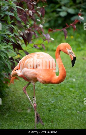 Wunderschöner rosa Flamingo, in Gefangenschaft in Cornwall, Großbritannien Stockfoto