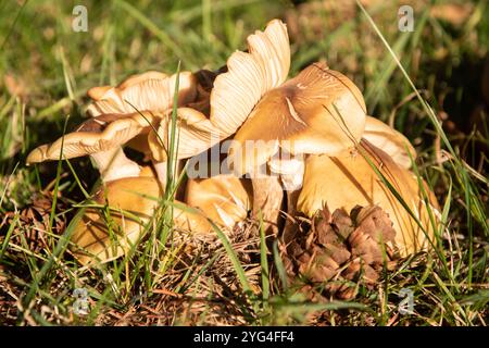 Wilde Pilze in Gruppe bei Herbstwiesen-Nahaufnahme Stockfoto