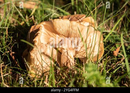 Wilde Pilze in Gruppe bei Herbstwiesen-Nahaufnahme Stockfoto