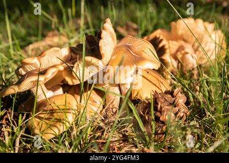 Wilde Pilze in Gruppe bei Herbstwiesen-Nahaufnahme Stockfoto