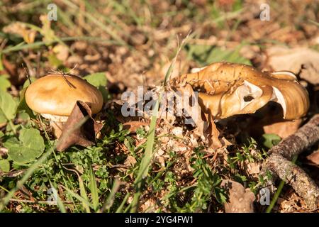 Wilde Pilze in Gruppe bei Herbstwiesen-Nahaufnahme Stockfoto