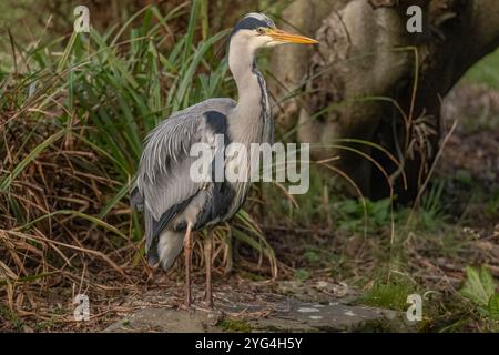 Grauer Reiher, der auf einem Felsen neben einem Teich steht Stockfoto