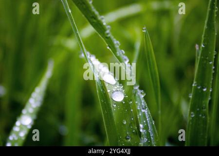 Regentropfen auf einem Strang der Gras Stockfoto