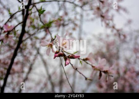 Srinagar, Kaschmir. 21. März 2021. Blühende Mandelbäume im Badamwari-Garten von Srinagar, im indischen Kaschmir. Der Garten, der am 21. März für die Öffentlichkeit geöffnet wurde, befindet sich in den Ausläufern des historischen Hari Parbat oder „Koh-e-Maran“ Hügels und der Festung Durrani und ist ein wichtiger Ort in Srinagar sowohl für Einheimische als auch für Touristen Stockfoto