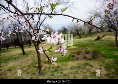 Srinagar, Kaschmir. 21. März 2021. Blühende Mandelbäume im Badamwari-Garten von Srinagar, im indischen Kaschmir. Der Garten, der am 21. März für die Öffentlichkeit geöffnet wurde, befindet sich in den Ausläufern des historischen Hari Parbat oder „Koh-e-Maran“ Hügels und der Festung Durrani und ist ein wichtiger Ort in Srinagar sowohl für Einheimische als auch für Touristen Stockfoto