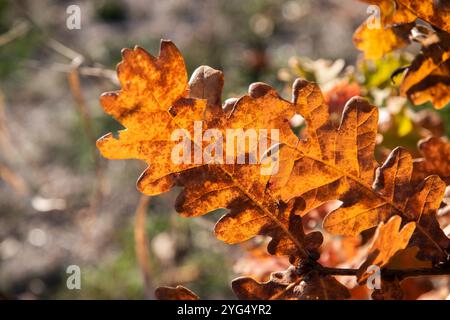 Eichenblätter, die von der untergehenden Herbstsonne beleuchtet werden, als natürlicher Hintergrund Stockfoto