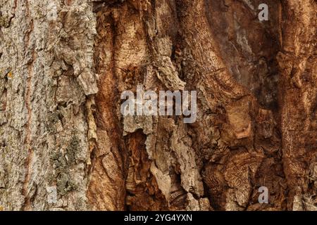 Äußerste Nahaufnahme der Rinde eines Cottonwood-Baumes mit mehreren Flechtenarten, einschließlich der östlichen gesprenkelten Schildflechte, der gewöhnlichen Goldspeck-Flechte, Stockfoto