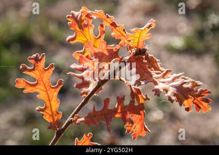 Eichenblätter, die von der untergehenden Herbstsonne beleuchtet werden, als natürlicher Hintergrund Stockfoto