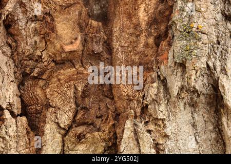 Äußerste Nahaufnahme der Rinde eines Cottonwood-Baumes mit mehreren Flechtenarten, einschließlich der östlichen gesprenkelten Schildflechte, der gewöhnlichen Goldspeck-Flechte, Stockfoto