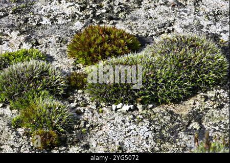 Mauerschraubenmoos (Tortula muralis), das auf einem Grabstein in einem Friedhof wächst. September, Kent, Großbritannien Stockfoto