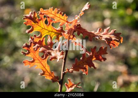 Eichenblätter, die von der untergehenden Herbstsonne beleuchtet werden, als natürlicher Hintergrund Stockfoto