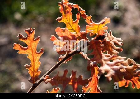 Eichenblätter, die von der untergehenden Herbstsonne beleuchtet werden, als natürlicher Hintergrund Stockfoto