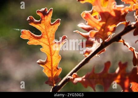 Eichenblätter, die von der untergehenden Herbstsonne beleuchtet werden, als natürlicher Hintergrund Stockfoto