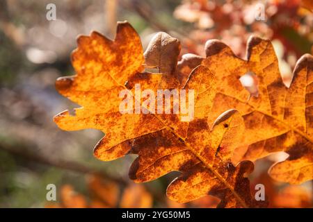 Eichenblätter, die von der untergehenden Herbstsonne beleuchtet werden, als natürlicher Hintergrund Stockfoto