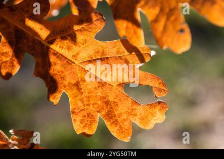 Eichenblätter, die von der untergehenden Herbstsonne beleuchtet werden, als natürlicher Hintergrund Stockfoto