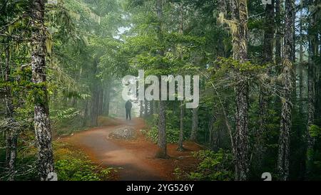 Ein Wanderer folgt einem Pfad im tiefen Regenwald des Olympic National Park. Stockfoto