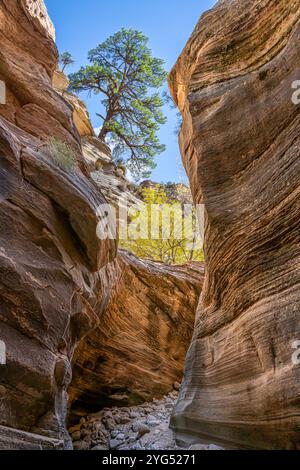 Herbstfarben im Clear Creek Wash, Zion National Park, Utah Stockfoto