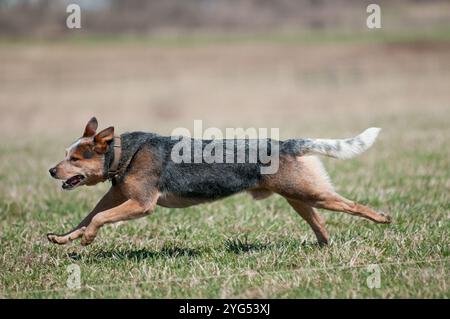 Australischer Rinderhund, der während eines Lockkurses läuft Stockfoto