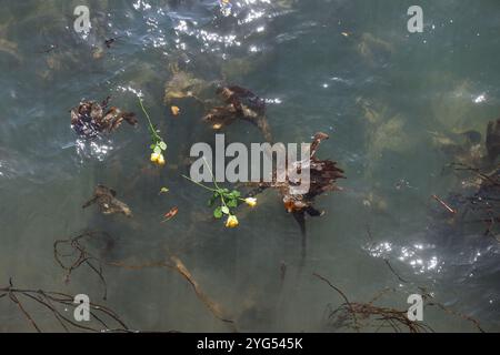 Gelbe Gedenkrosen, die auf das Meer geworfen wurden, Blumen gegossen, ein Akt der Liebe und des Erinnerns Stockfoto