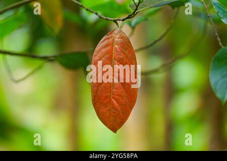 Herbstlaub Hintergrund, Herbstblätter von Jackfrucht Bäumen, Herbstfallblätter, natürlicher Herbsthintergrund, Rotes reifes Blatt Stockfoto