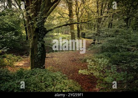 Das antike stimmungsvolle Waldgebiet von Draynes Wood am Bodmin Moor in Cornwall in Großbritannien. Stockfoto